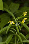 Lanceleaf loosestrife